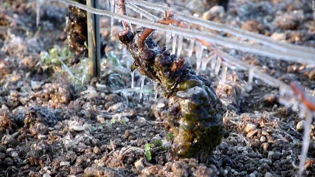 France 2020 red wine harvest: reduced