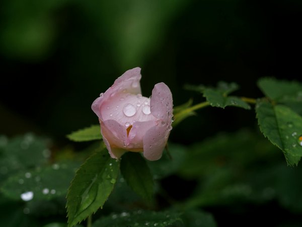 Déménagement de luxe pour seniors : l'option confort