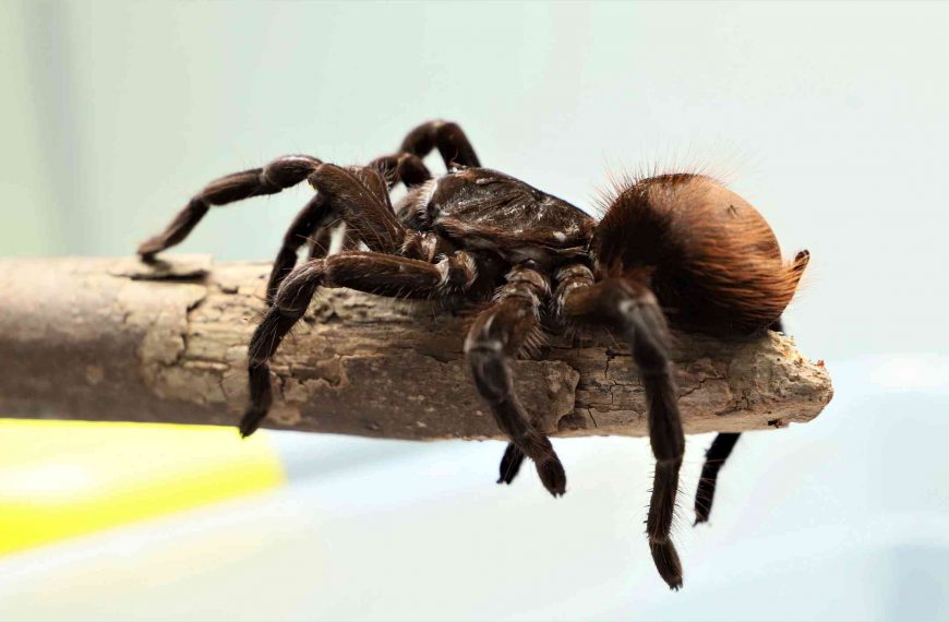 Colombia seizes hundreds of arachnids being illegally smuggled to Europe